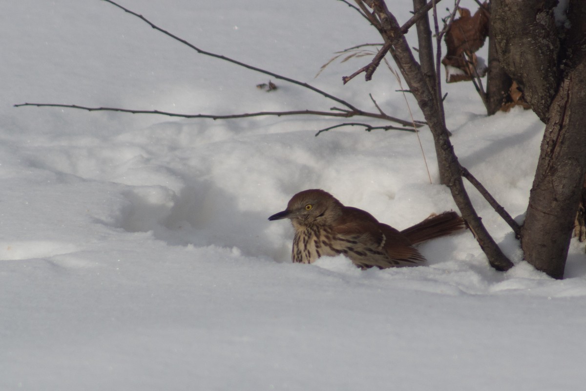 Brown Thrasher - ML127886611