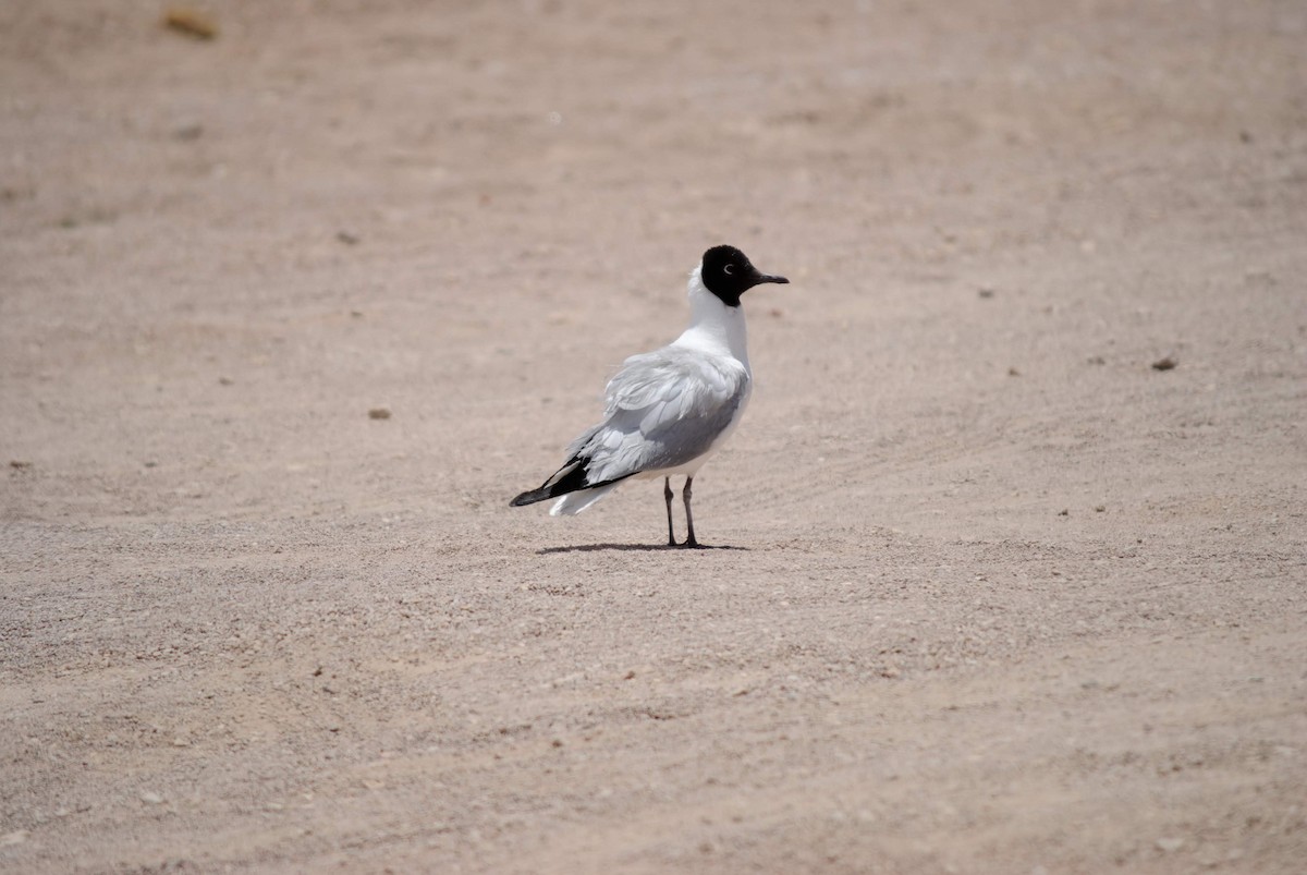 Andean Gull - EDUARDO CARRERO ZAPATA