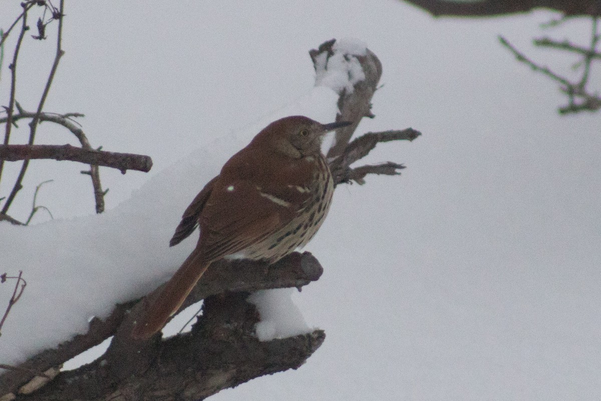 Brown Thrasher - ML127887481