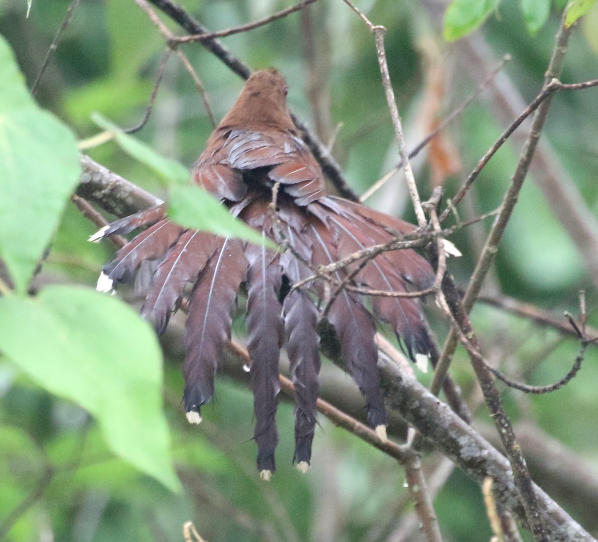 Squirrel Cuckoo - ML127888331