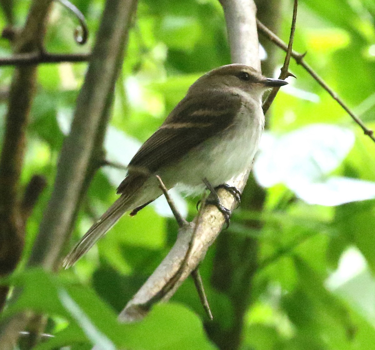 Fuscous Flycatcher - ML127889091