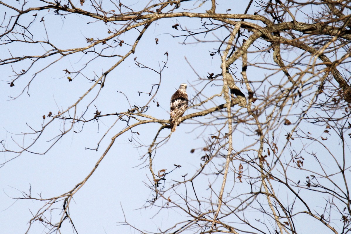 Red-tailed Hawk - ML127890931