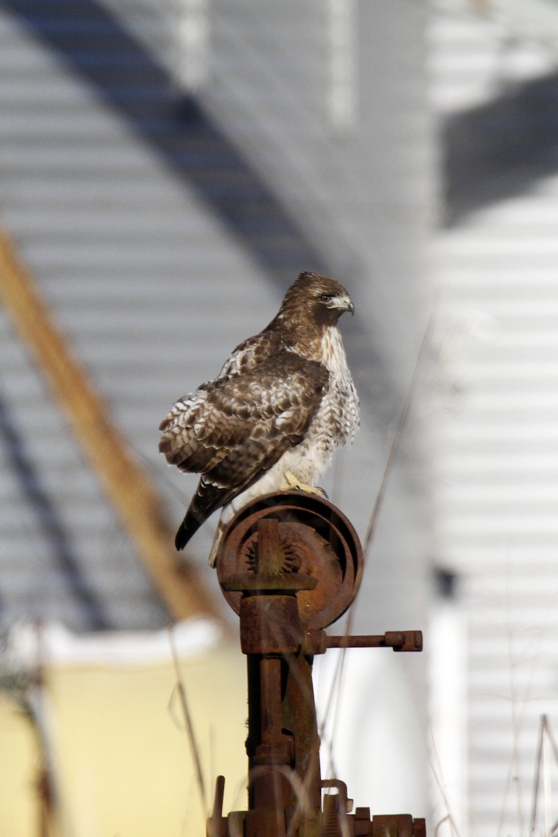 Red-tailed Hawk - ML127890941