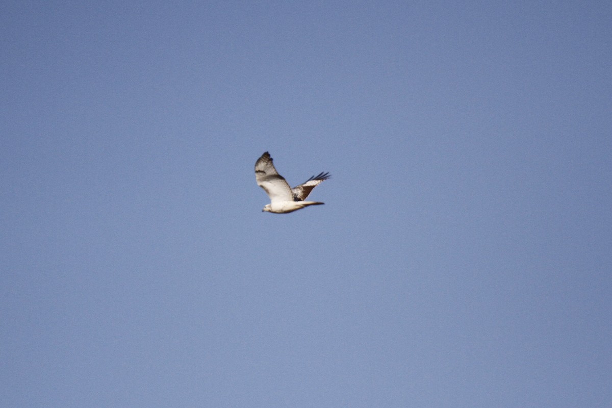 Red-tailed Hawk - ML127890951