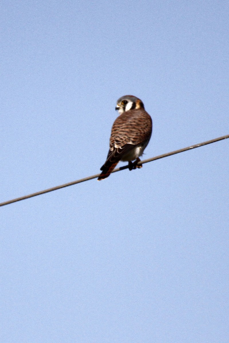 American Kestrel - ML127891041