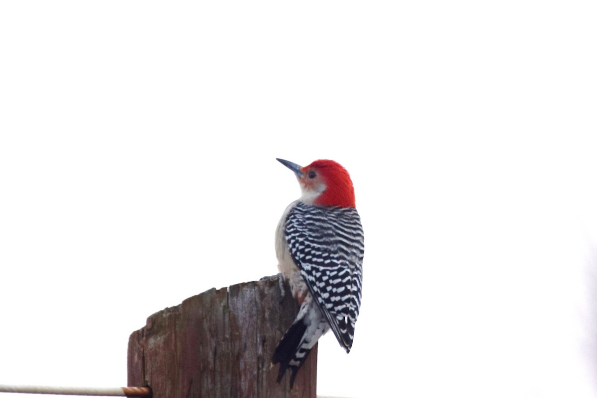 Red-bellied Woodpecker - ML127891581