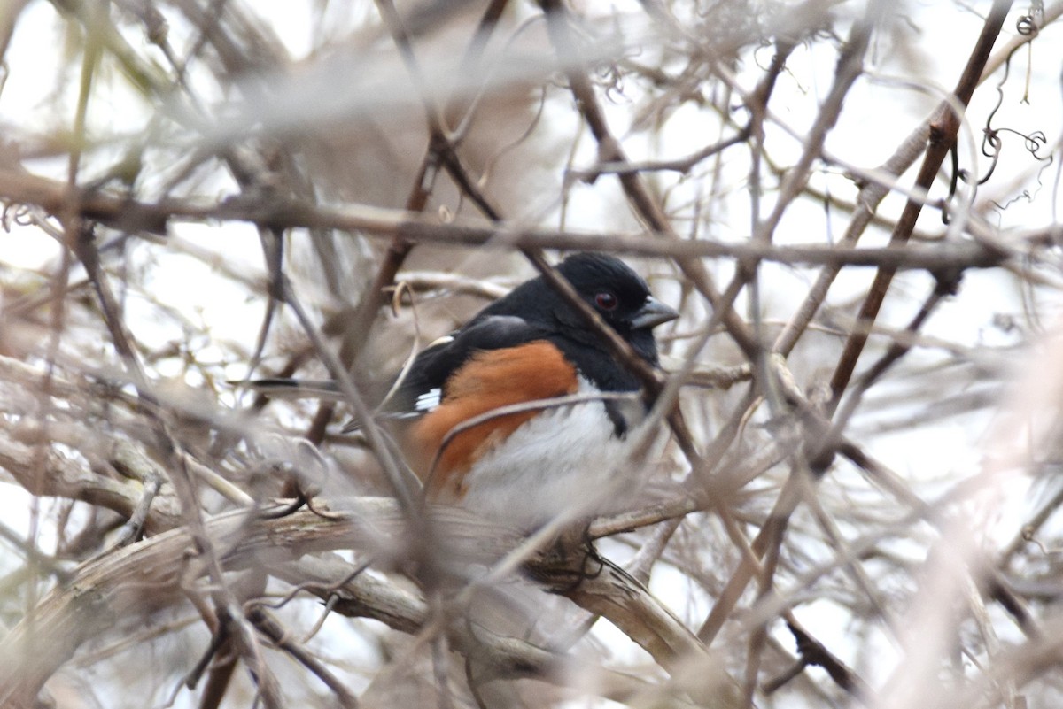 Eastern Towhee - irina shulgina