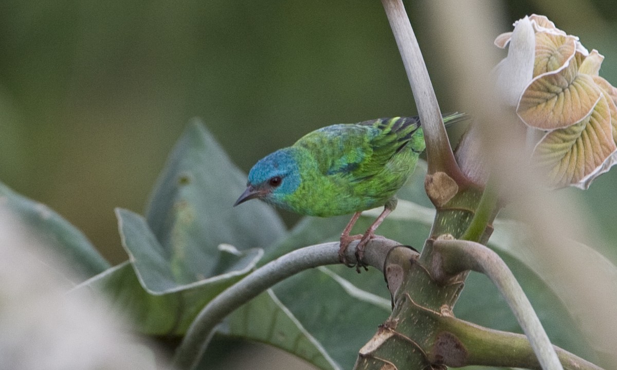 Blue Dacnis - Brian Sullivan