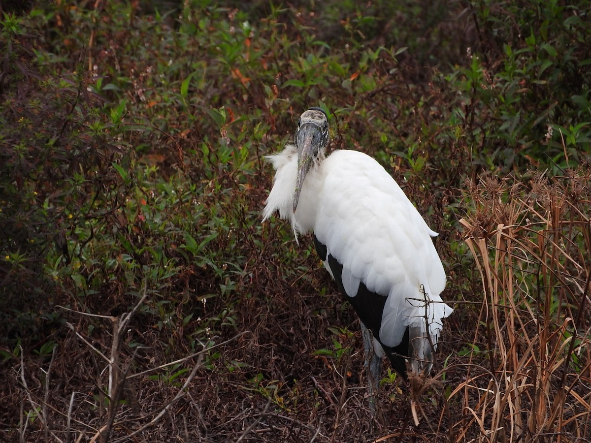 Wood Stork - ML127893221