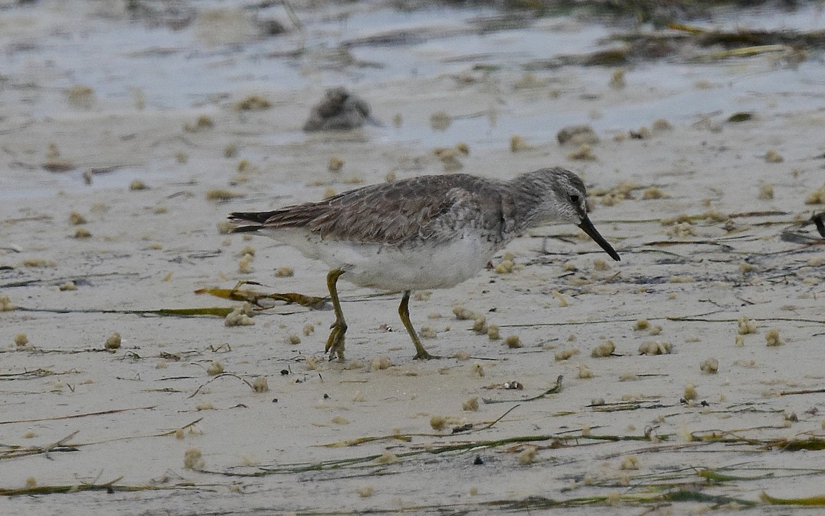 Red Knot - ML127893401