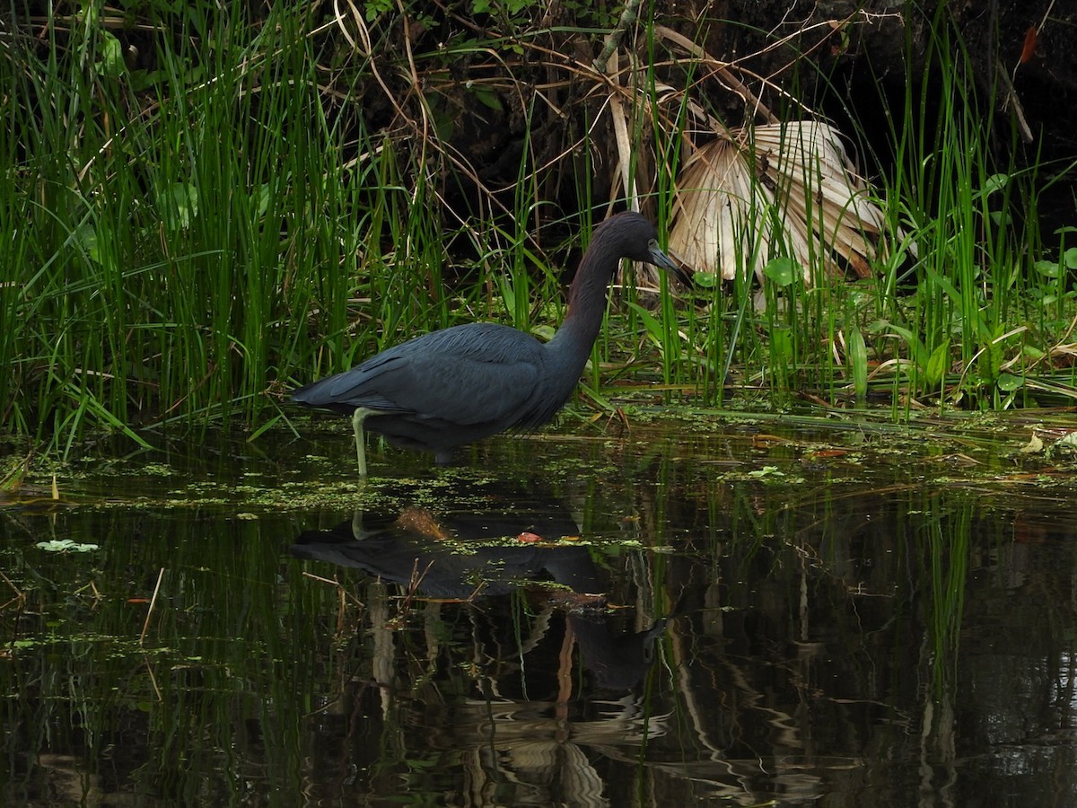 Little Blue Heron - ML127893851