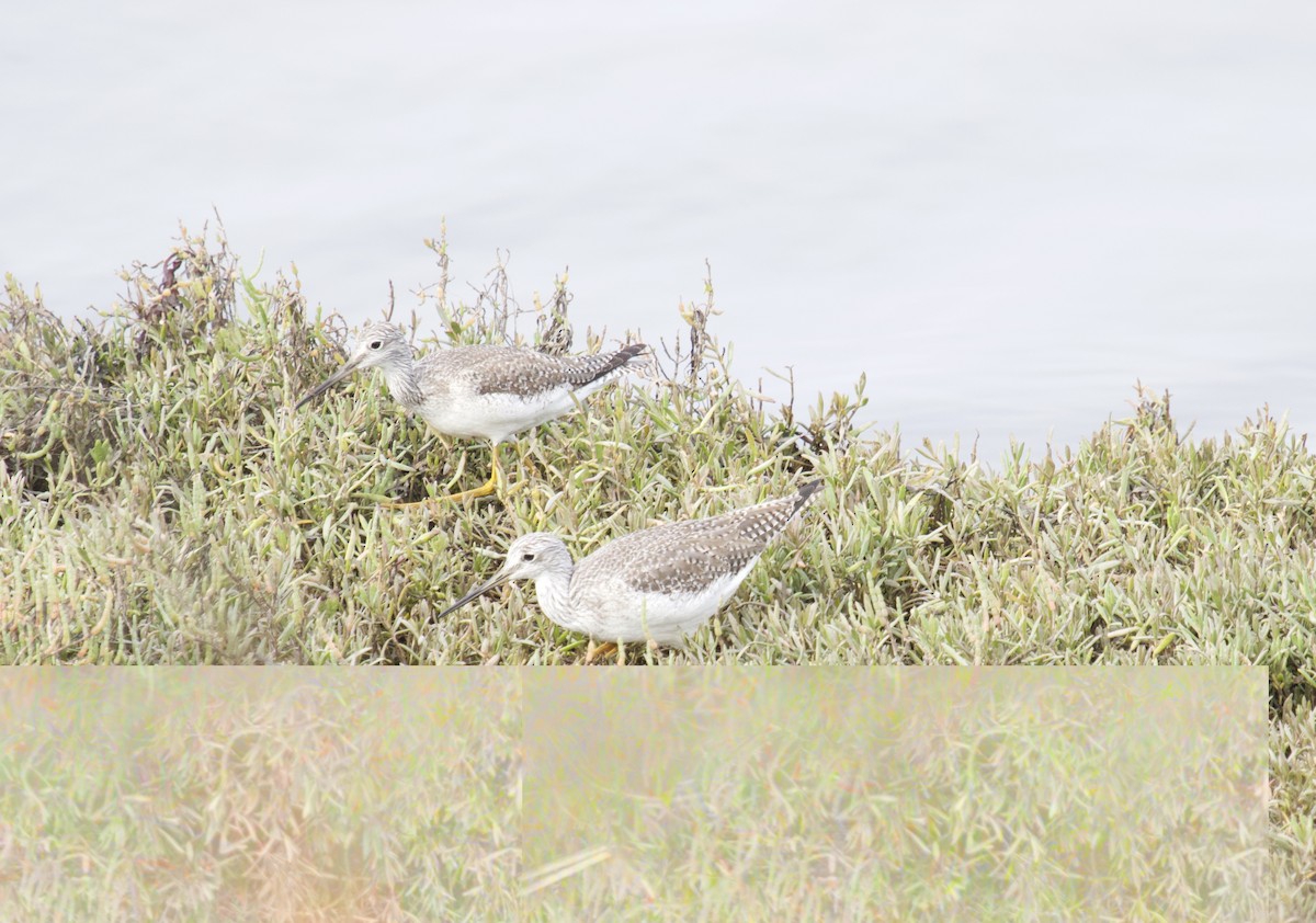 Greater Yellowlegs - Mike Wittmer