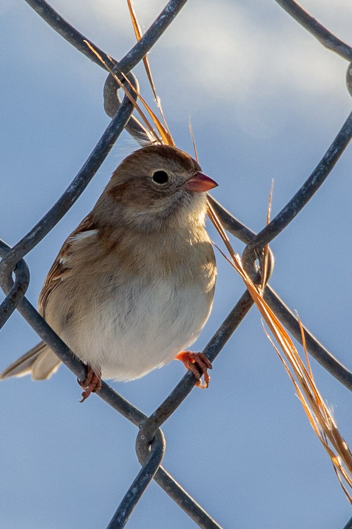 Field Sparrow - ML127894891