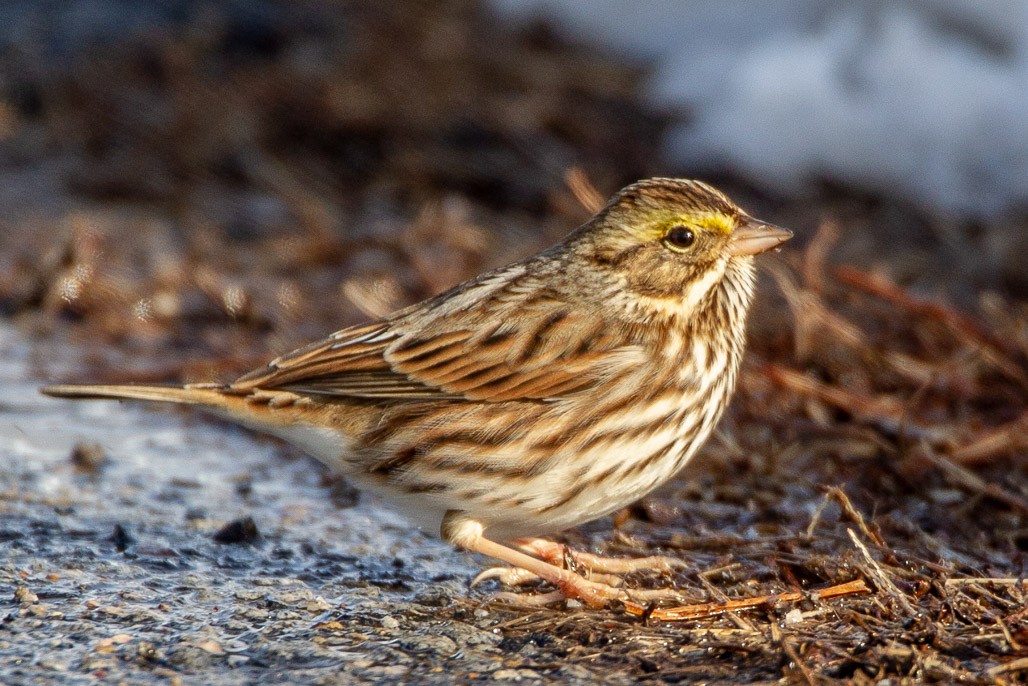 Savannah Sparrow - Bill Wood