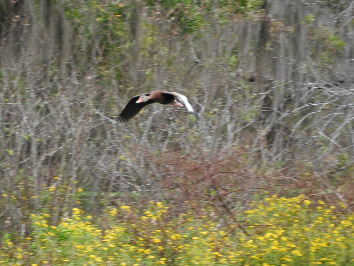 Black-bellied Whistling-Duck - ML127895521