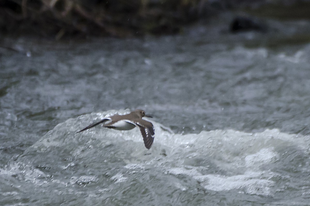 Common Sandpiper - ML127897601