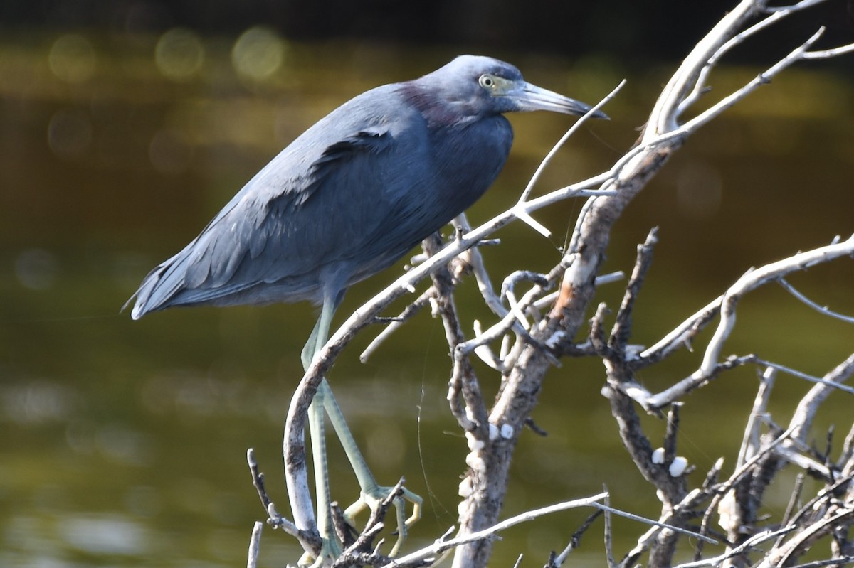 Little Blue Heron - ML127897691