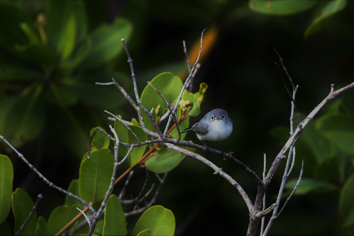 Blue-gray Gnatcatcher - ML127900621