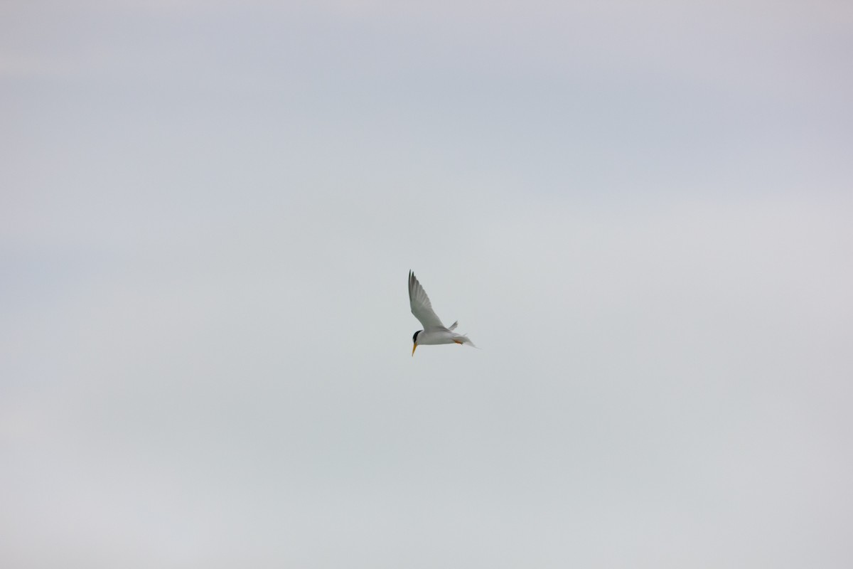 Least Tern - ML127901481