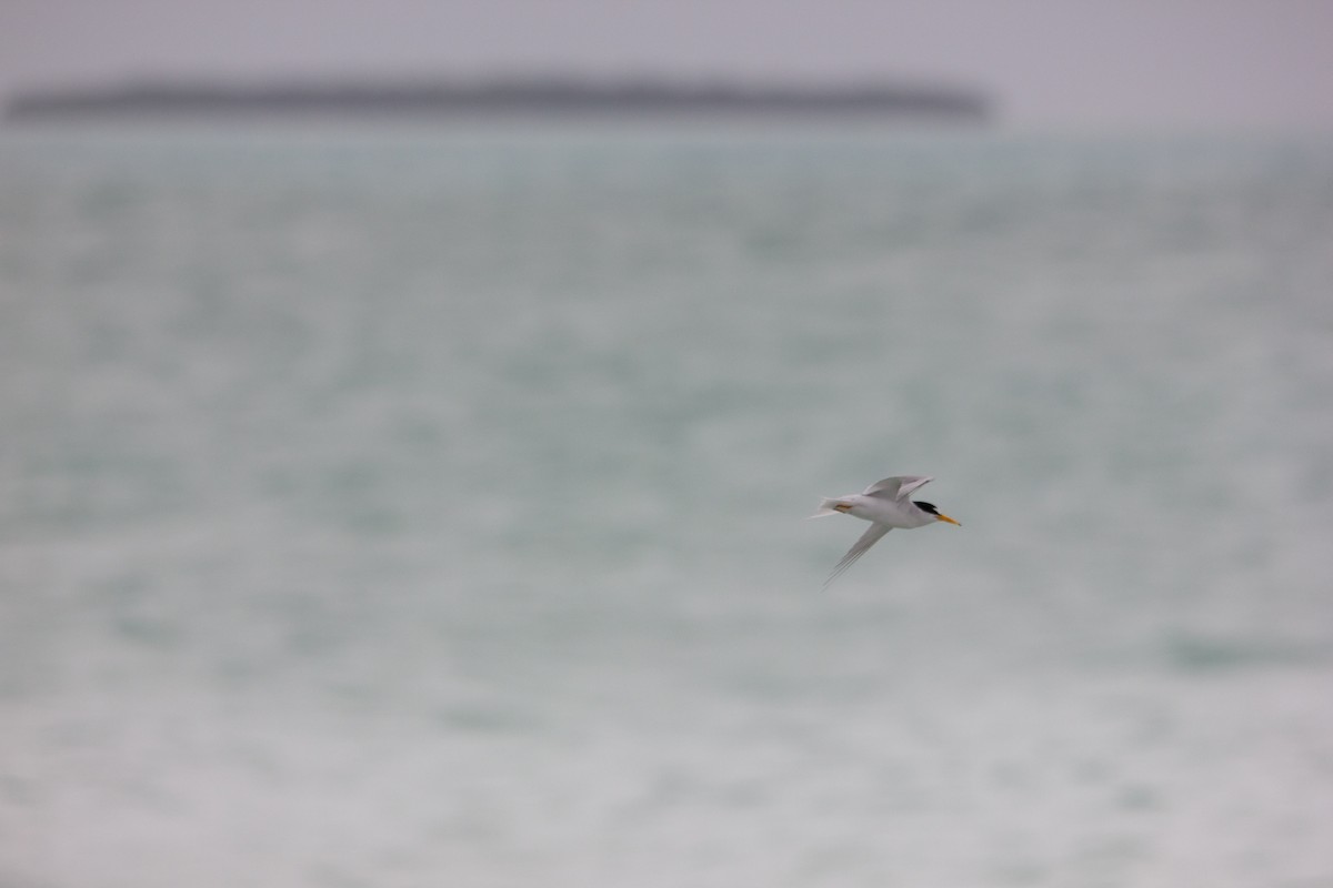 Least Tern - ML127901491