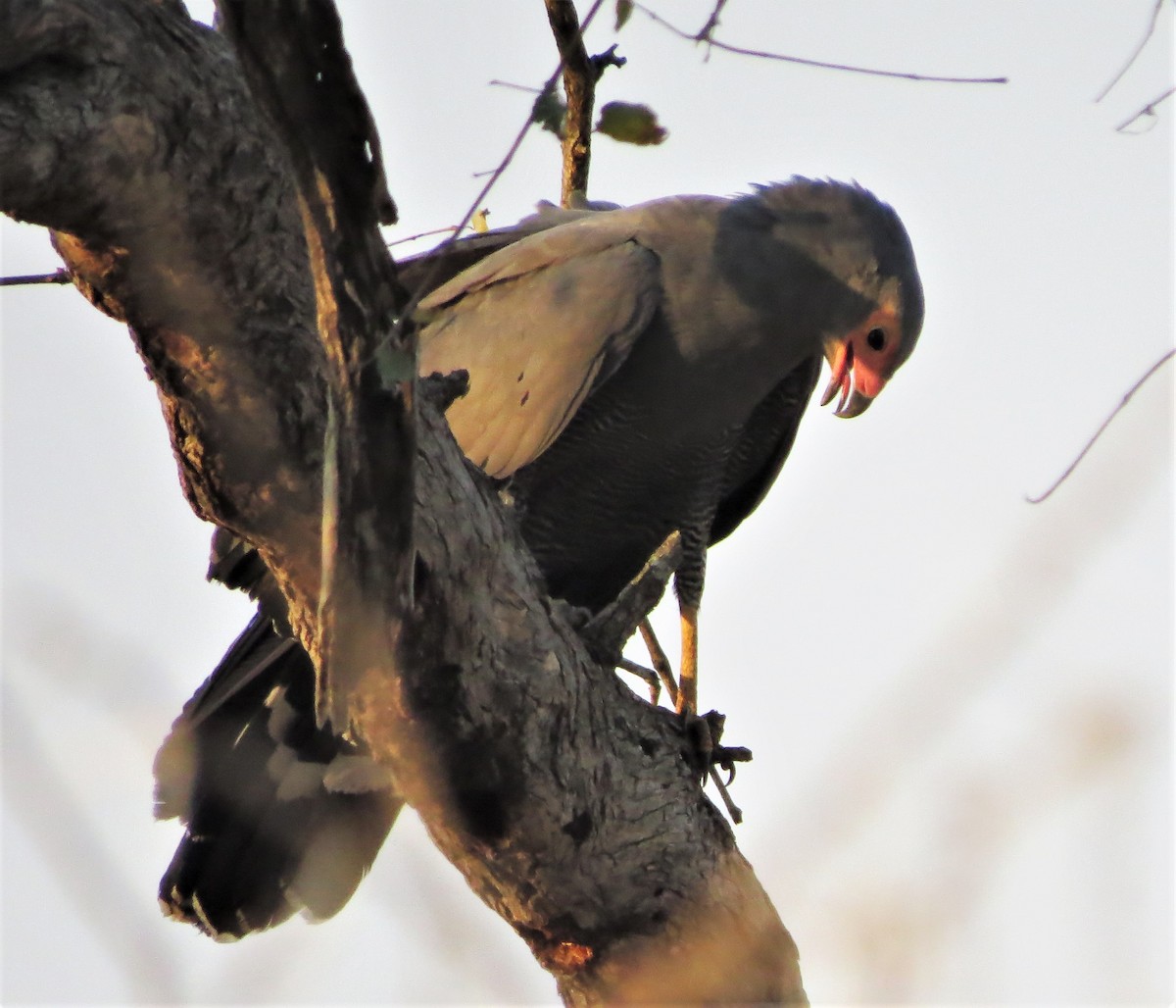 African Harrier-Hawk - Rafael Tosi