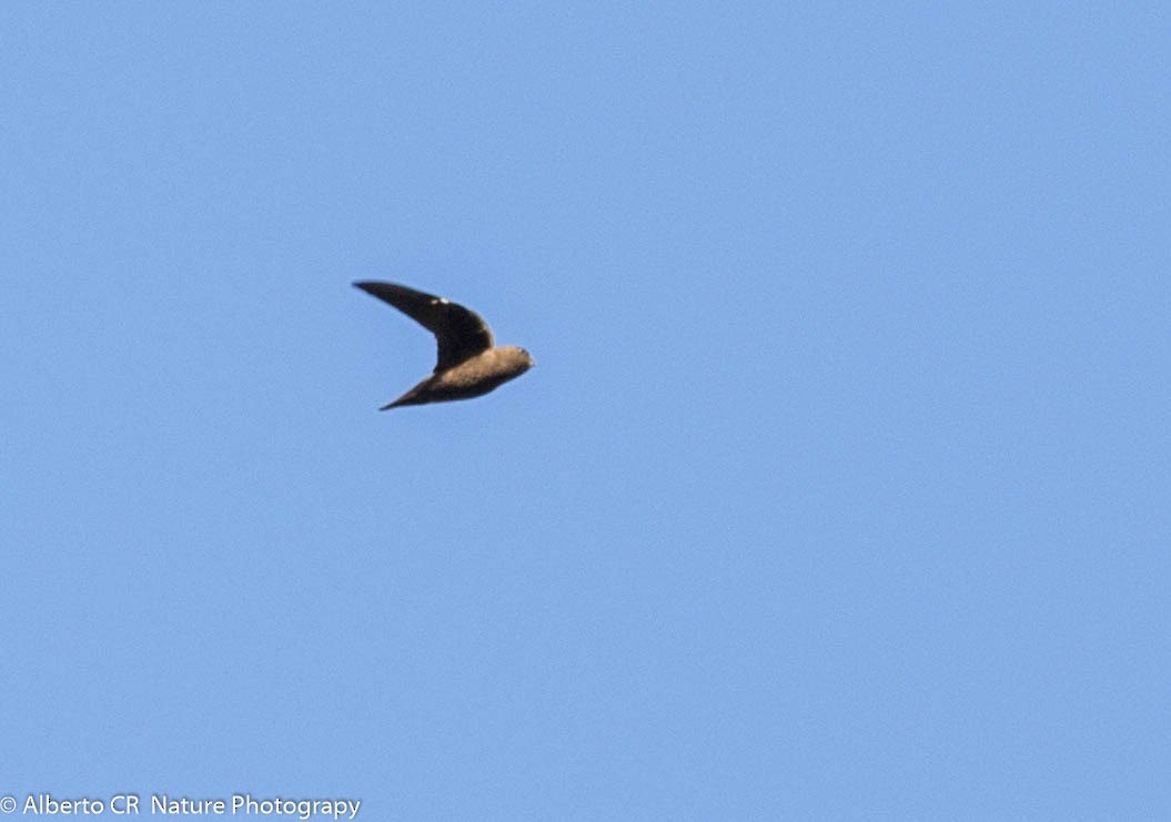 White-chinned Swift - ML127902671