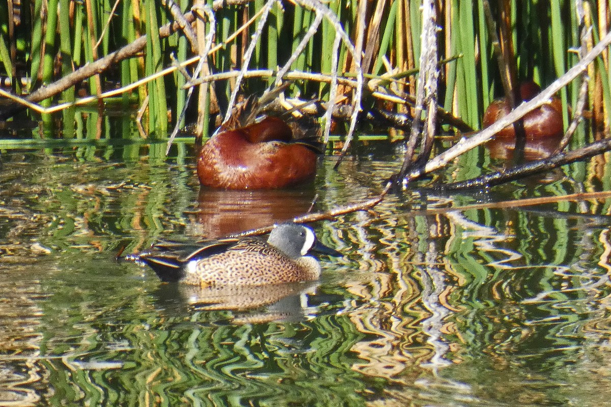 Blue-winged Teal - ML127903411