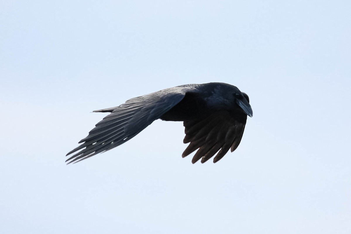 Common Raven - ML127903771