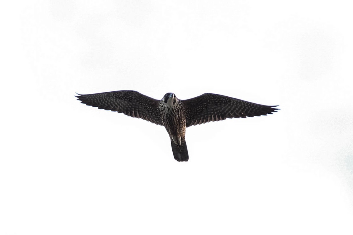 Peregrine Falcon - Jason Taylor