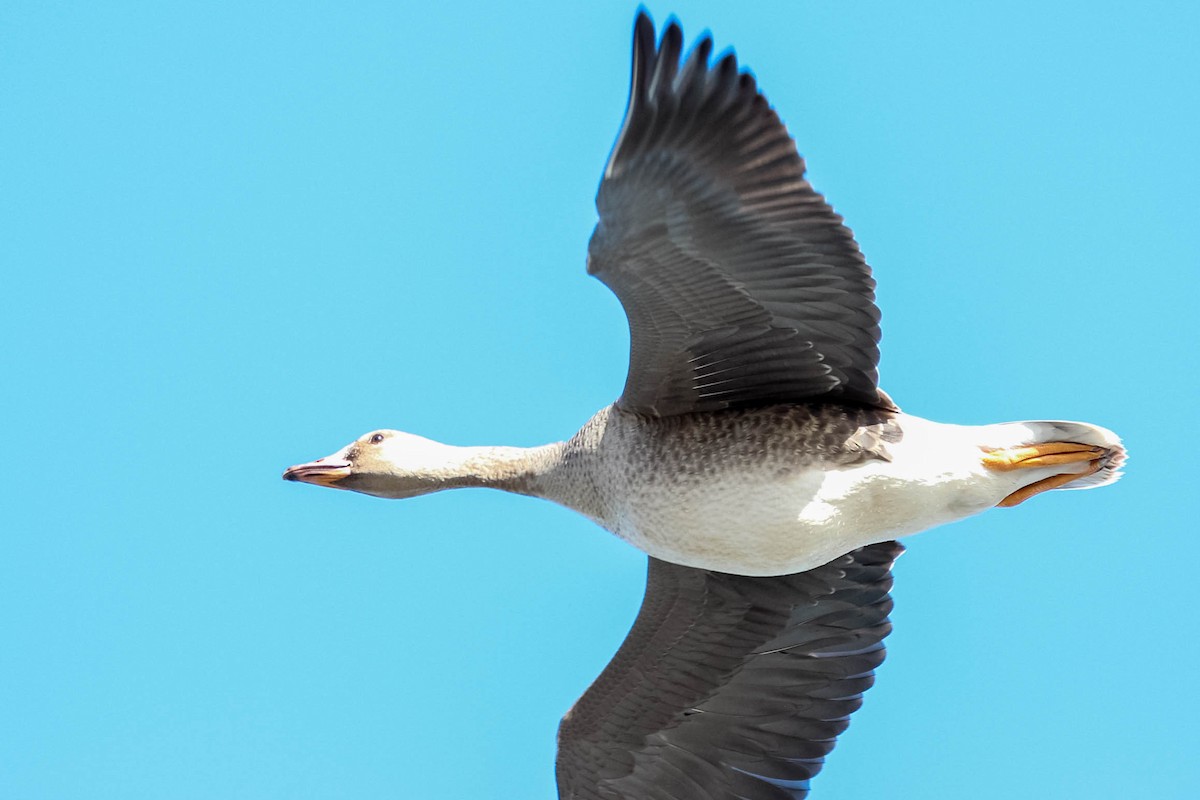 Greater White-fronted Goose - ML127904111