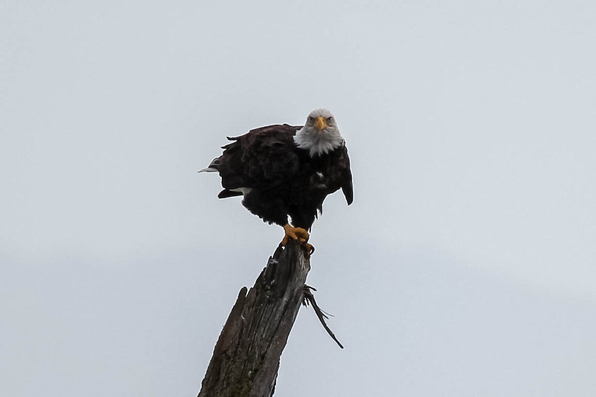 Bald Eagle - ML127904171