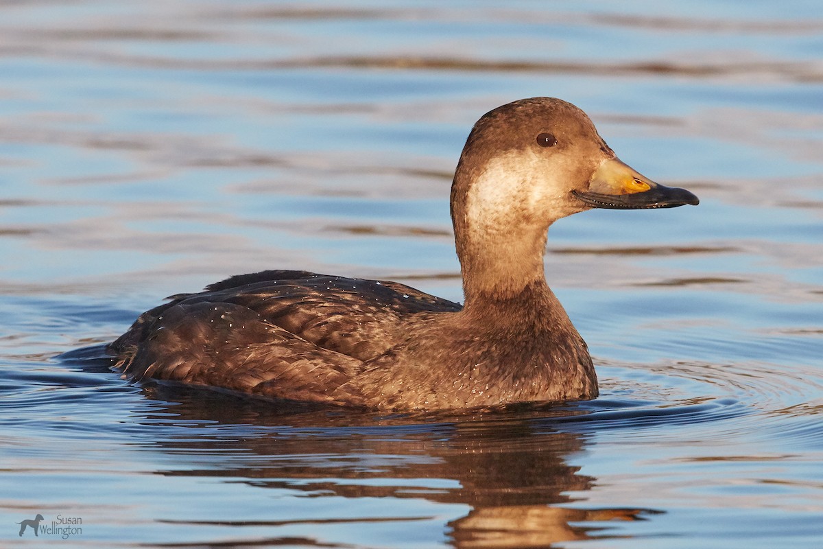 Black Scoter - ML127905601