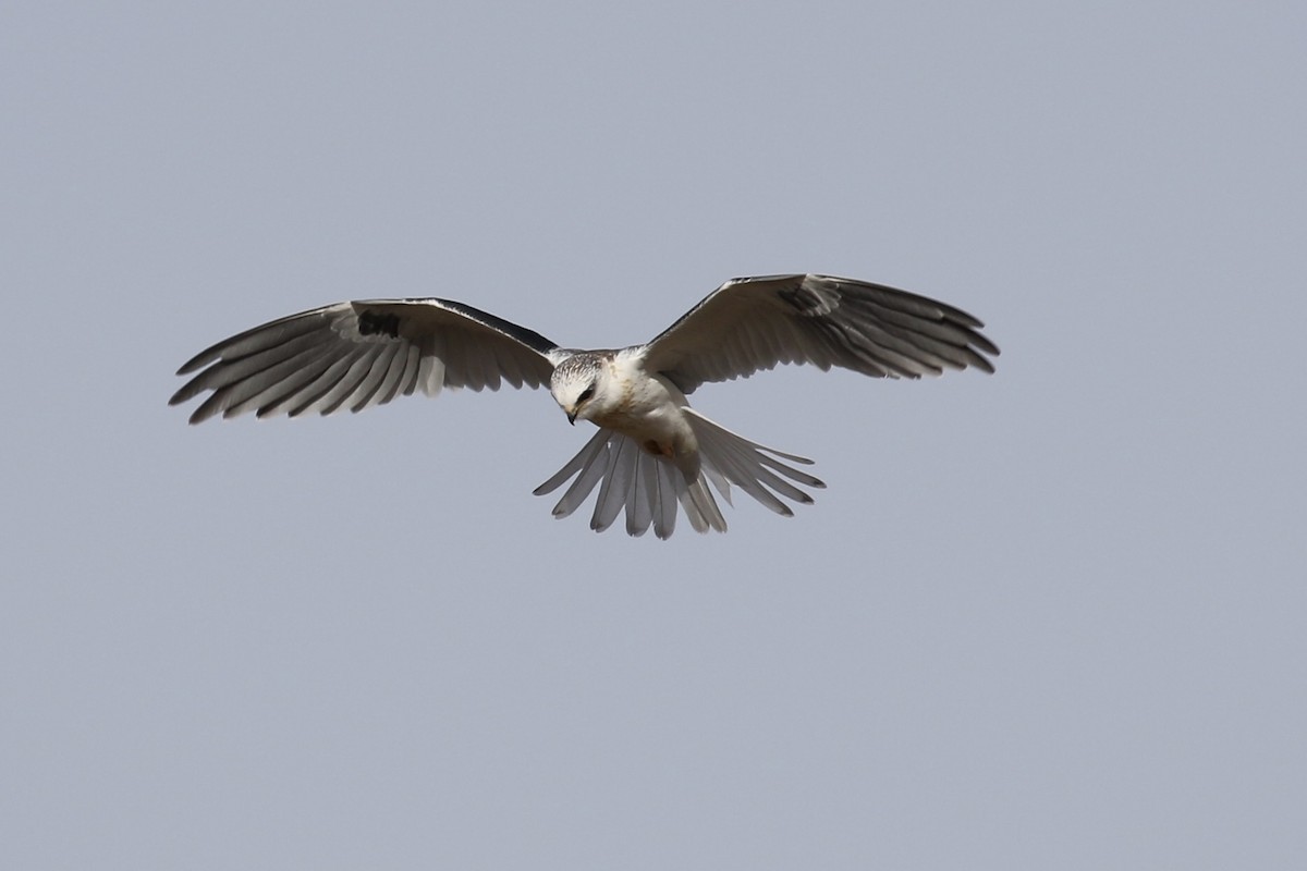 White-tailed Kite - Russ Morgan