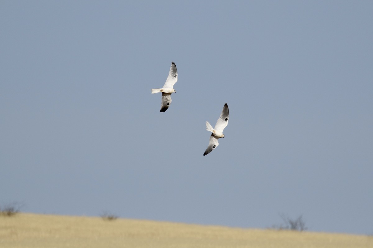 White-tailed Kite - Russ Morgan