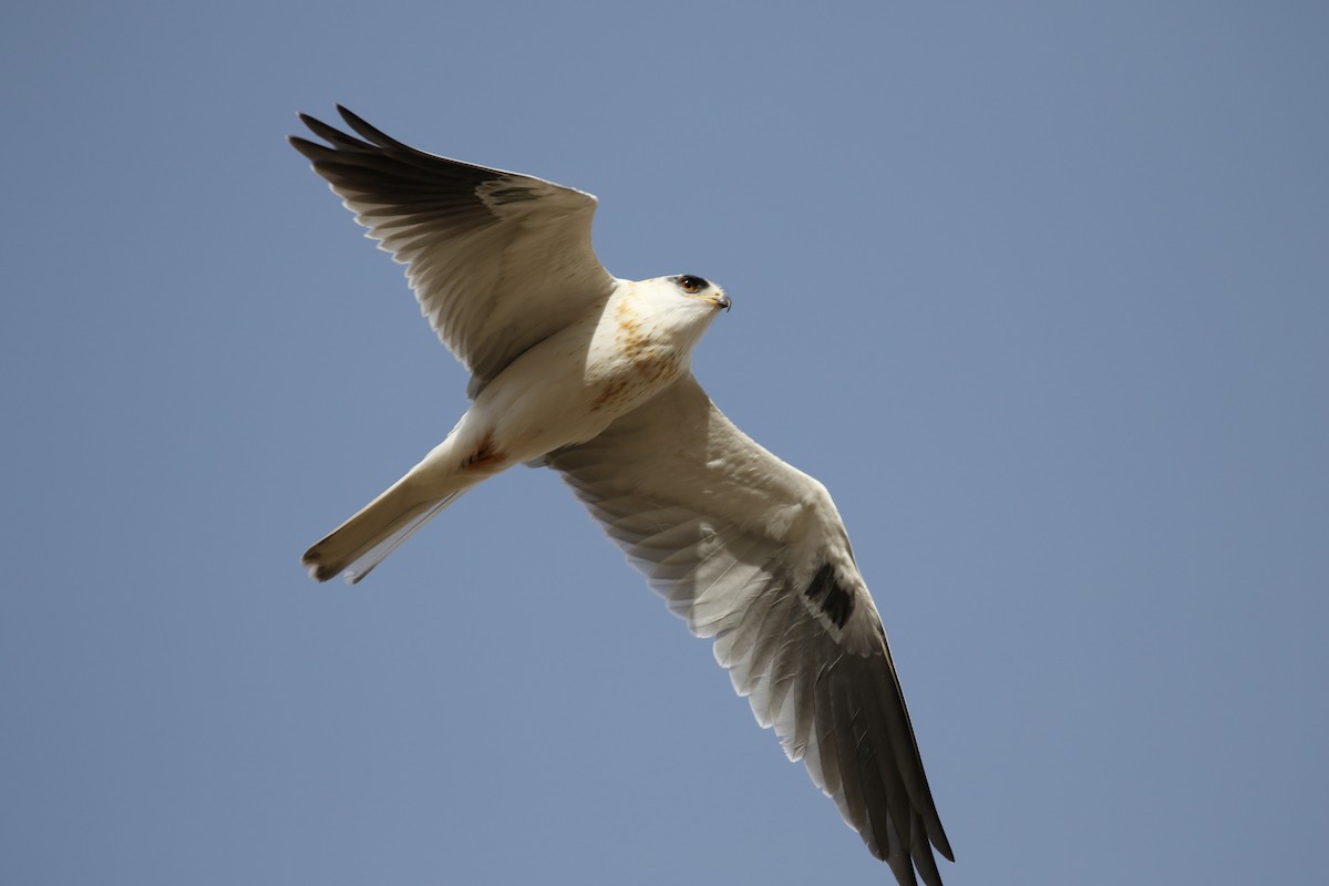 White-tailed Kite - Russ Morgan