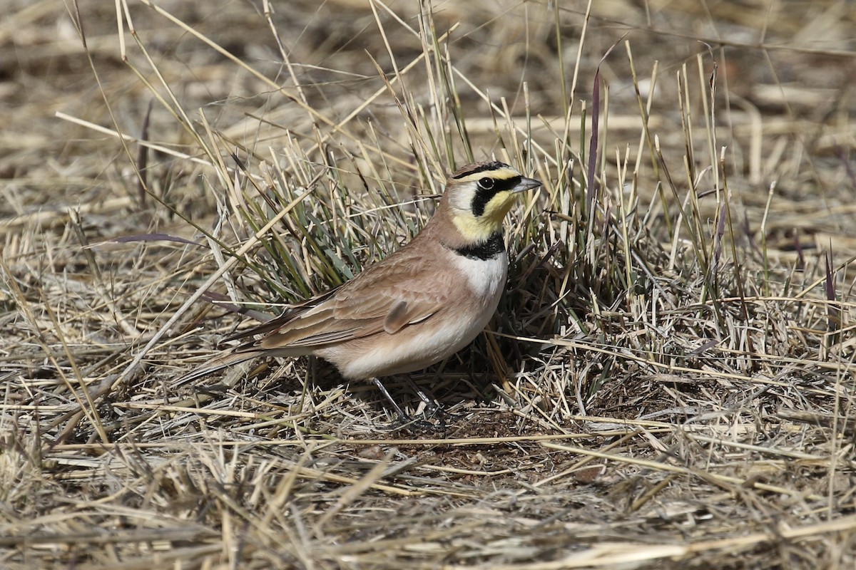 Horned Lark - Russ Morgan