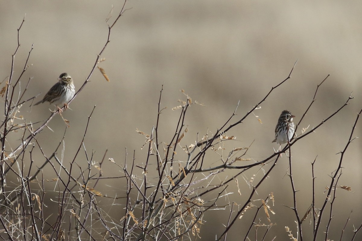 Savannah Sparrow - ML127907531