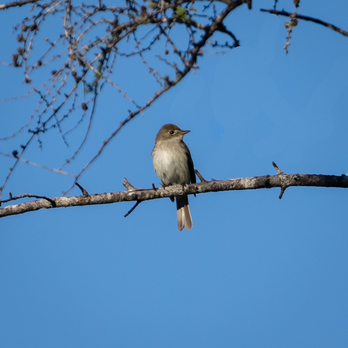 Alder Flycatcher - ML127909141