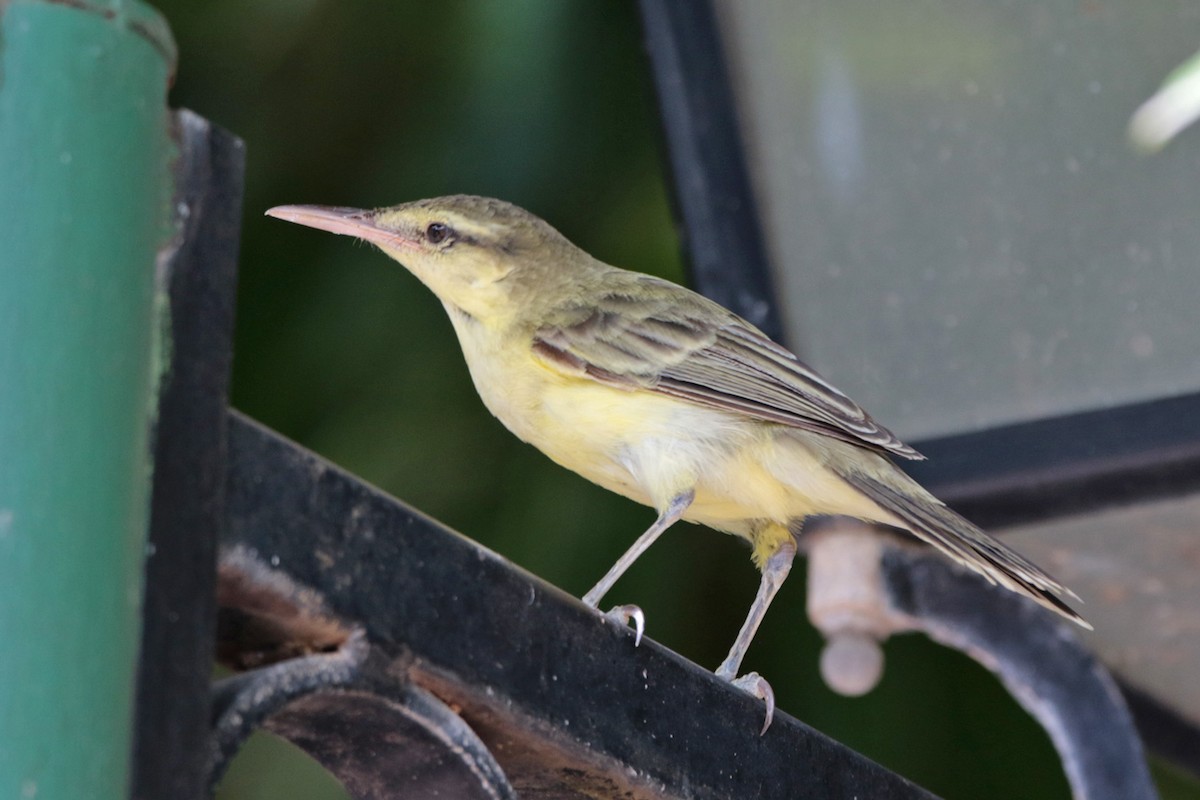 Northern Marquesan Reed Warbler - Margaret Sloan