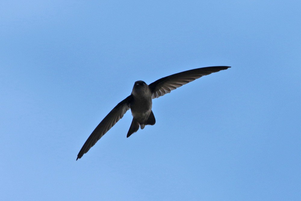 Marquesan Swiftlet - Margaret Sloan