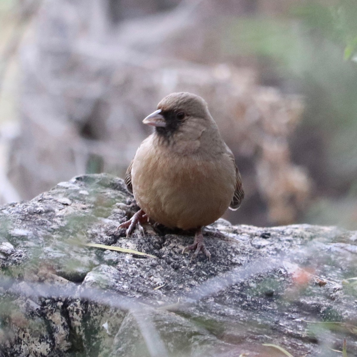 Abert's Towhee - ML127911471