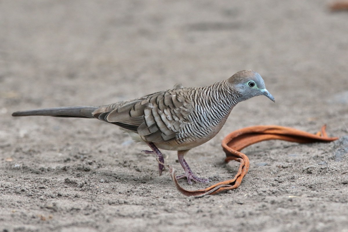 Zebra Dove - ML127911731