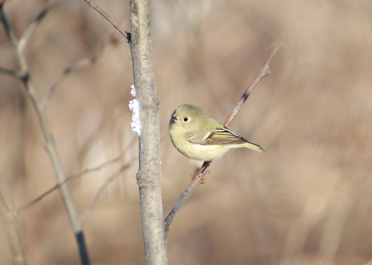 Ruby-crowned Kinglet - Kevin Bourgeois