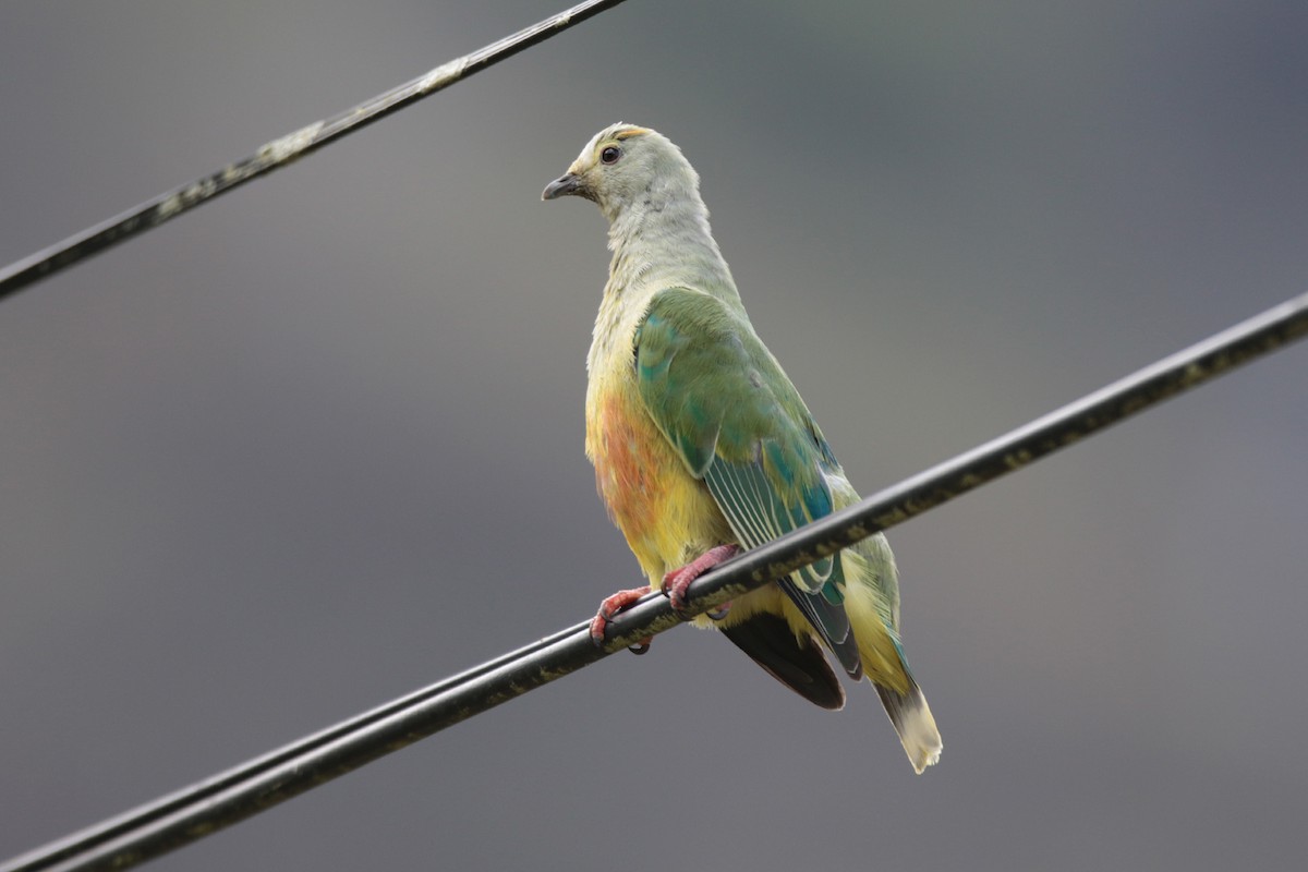 White-capped Fruit-Dove - Margaret Sloan