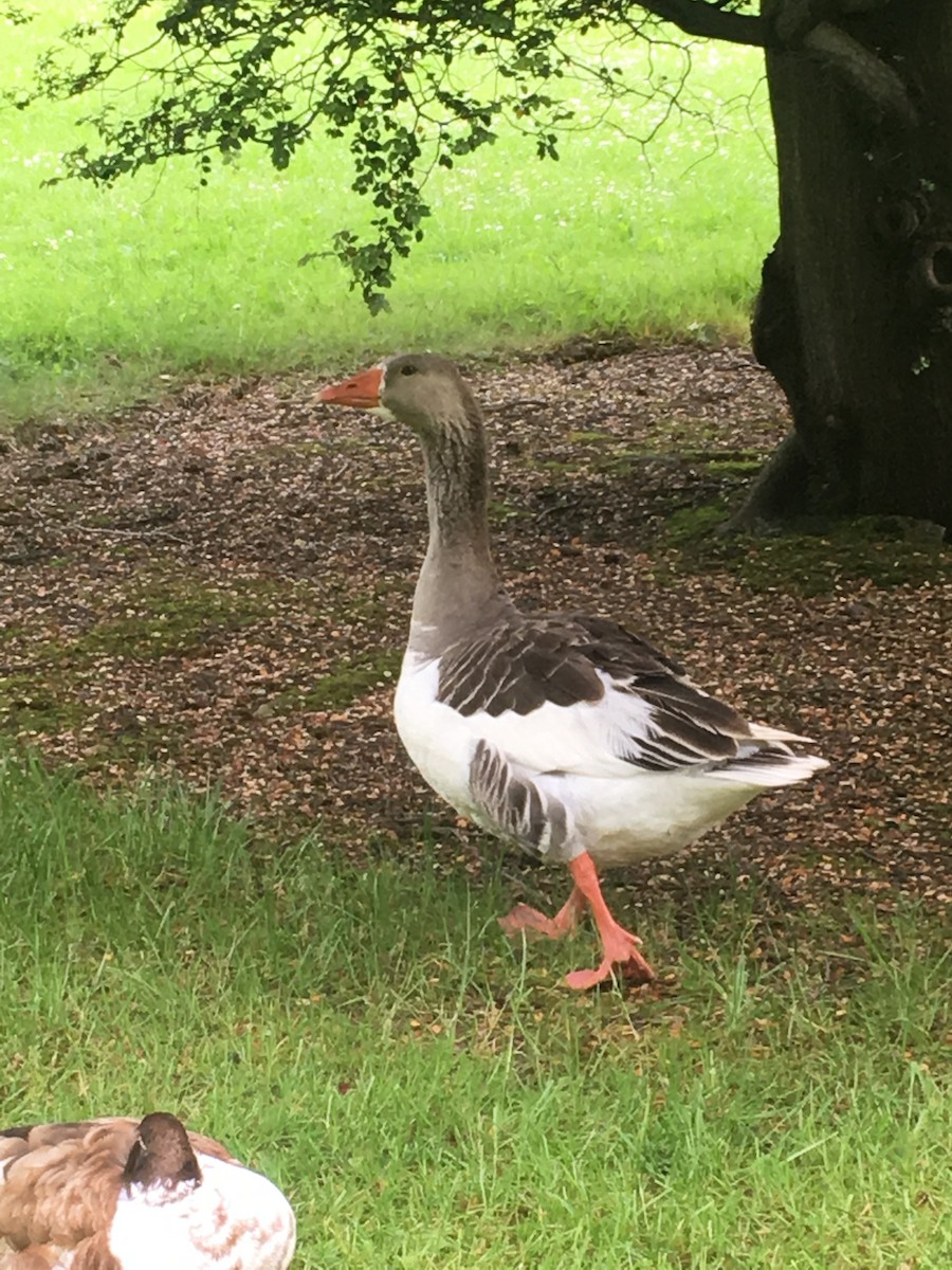 Graylag x Swan Goose (hybrid) - Nina Batucan