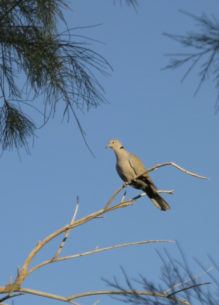 Eurasian Collared-Dove - ML127918321