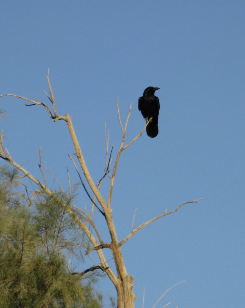 Common Raven - ML127918361