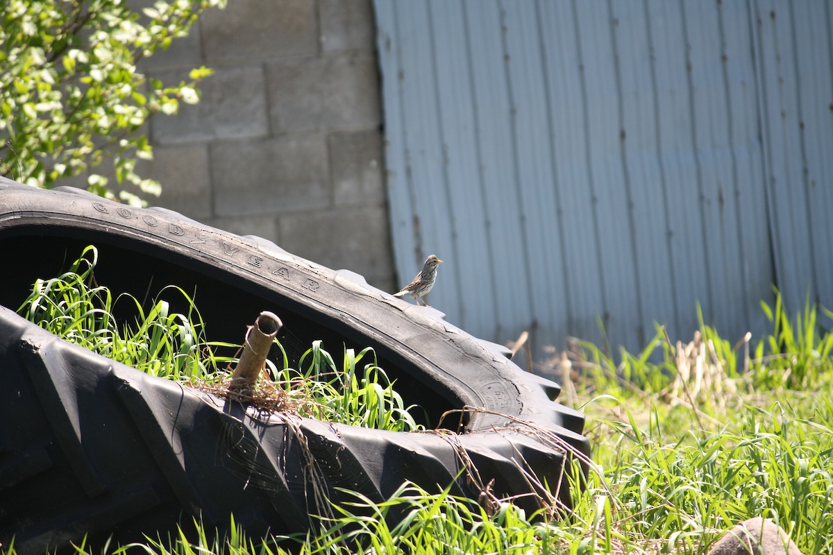 Savannah Sparrow - ML127918541