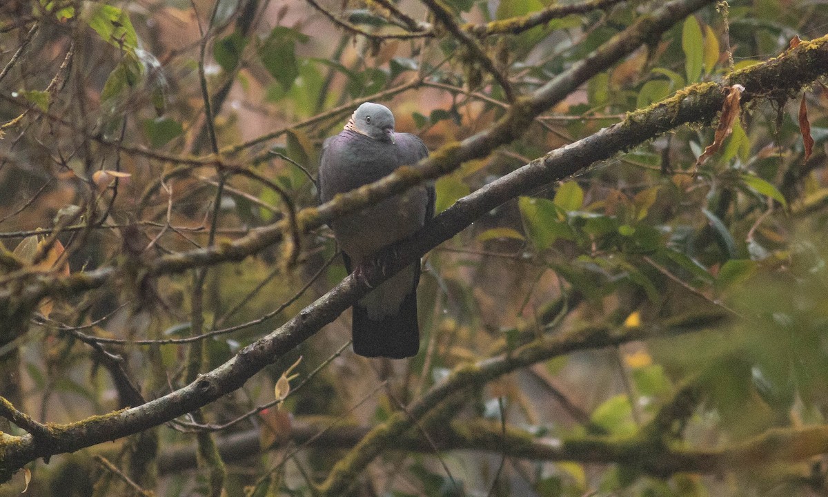 Ashy Wood-Pigeon - ML127919431