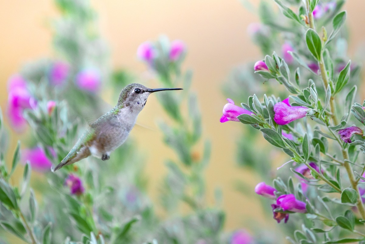 Costa's Hummingbird - ML127919791